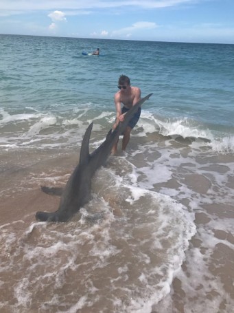 Hammerhead Caught and Quickly Released in Melbourne