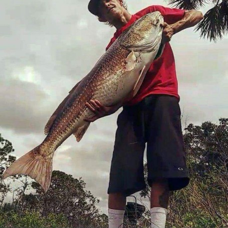 Giant Redfish