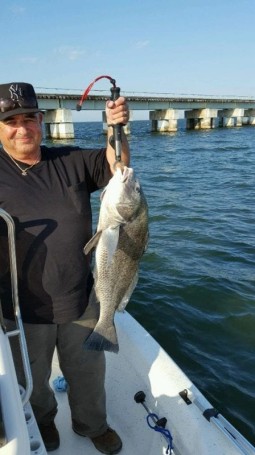 This was a nice big Black Drum caught by Jack Boyea on a live shrimp near JJ bridge.  Quickly released after the photo.