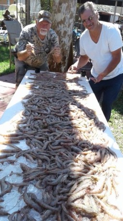 Robert Kerber from AVA, NY & Al Drake from Sanford report first full pull of the season, Edgewater Florida.