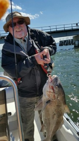 This big Black Drum was caught by Phil Williams on an artificial Shrimp near the JJ Bridge.  The Drum was quickly released after this photo.