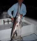 swordfish 2008 008