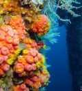 REEF2