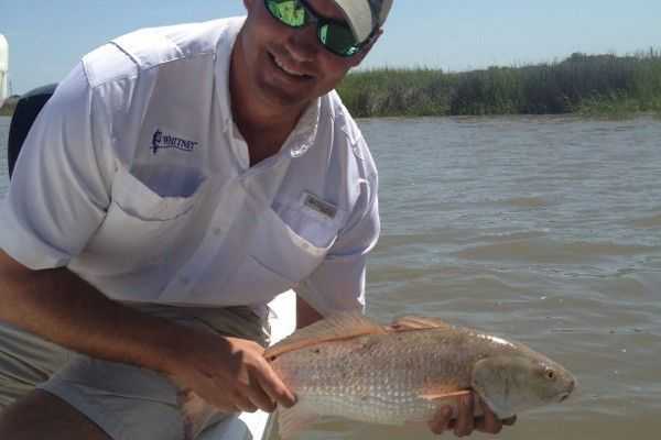 Fifty (50) tagged redfish like this one are swimming off the coast. Sign up for STAR, be the first to catch one of these tagged redfish and you will win a 2013 Chevy Silverado, brought to you by the Super Chevy Dealers. Visit CCASTAR.com for more information.