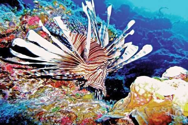 Lionfish-on-the-Reef