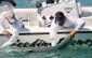 tarpon2