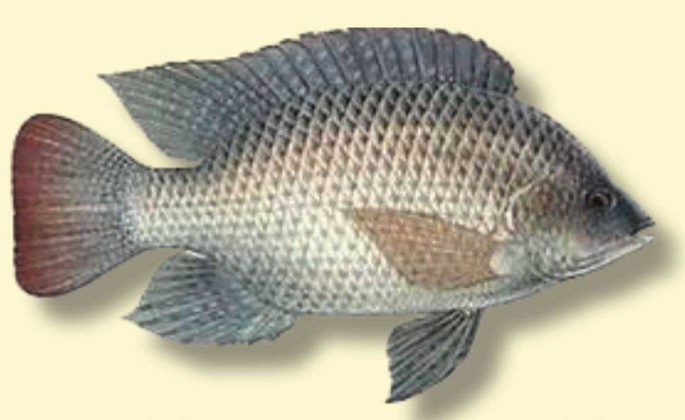 SPECIES SPOTLIGHT Blue Tilapia Coastal Angler & The Angler Magazine