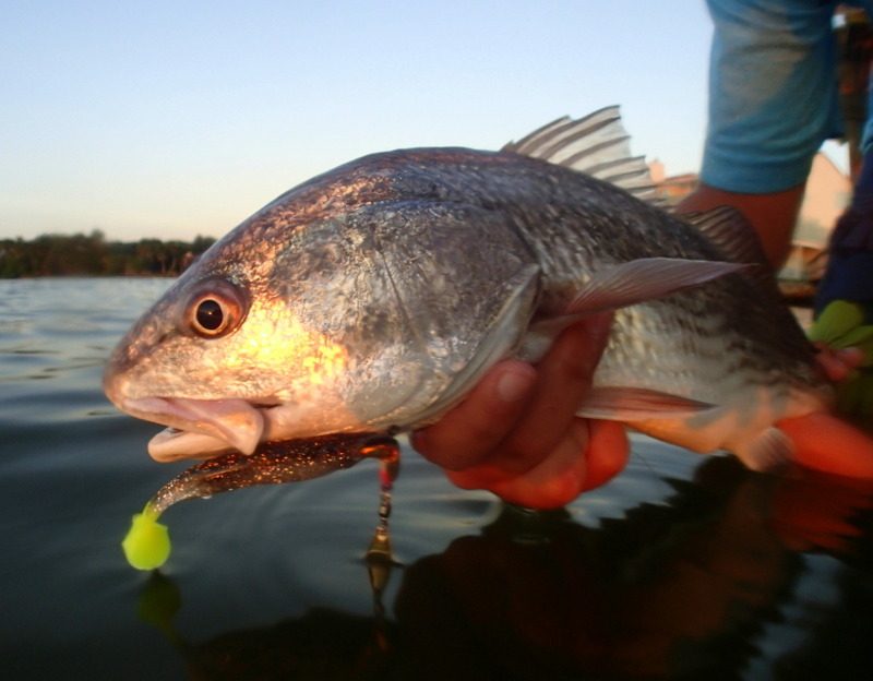 Do Lures With Chartreuse Tails Catch More Fish?