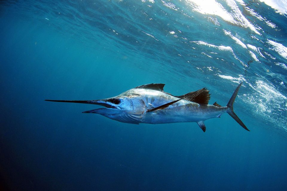 Florida Waterways “Sailfish” - Coastal Angler & The Angler Magazine