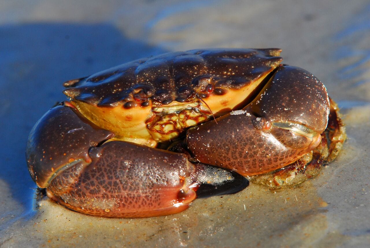 Stone Crabbing Techniques - Florida Stonecrab