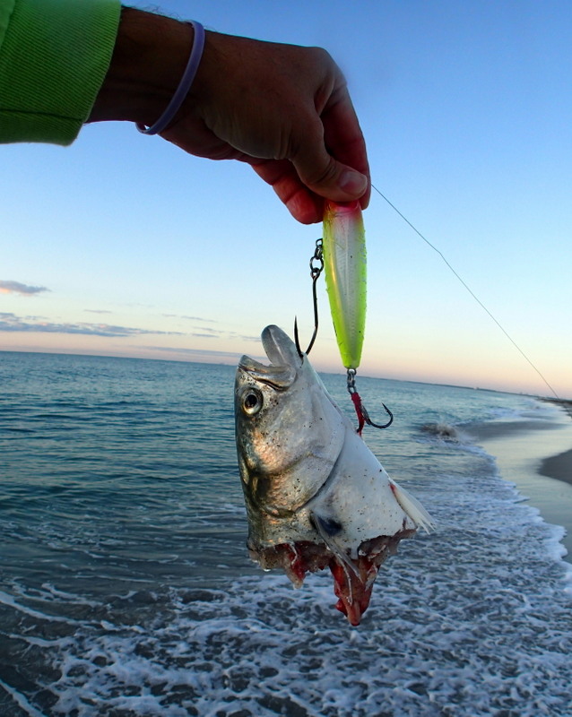 How to catch mullet on perch fishing gear - Life on the bank