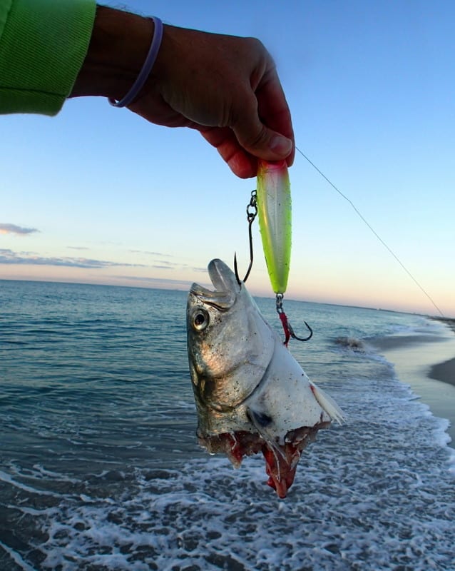 Finger Mullet - Salt H2O Custom Tackle Fort Lauderdale Florida