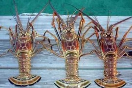 lobster-crawfish-limits-bahamas