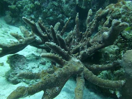 Octopus sponge