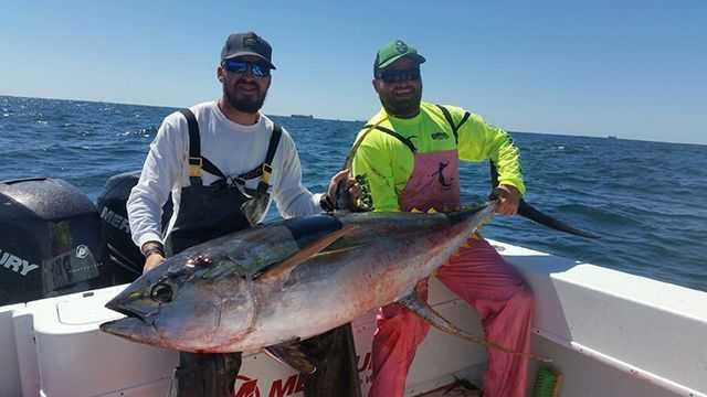 Shrimp Boat Yellowfin