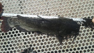 AJ, Bullhead, 2-lbs Lotus Lake