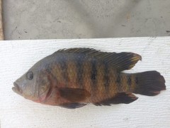 Edwin Miller Mayan Cichlid, 15-in Cypress Lake