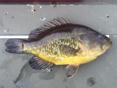 Garland Wilmoth,warmouth-1lbs, Waltn Cty Pond