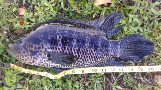 Miguel Navarro, Jaguar Guapote 2.56 lbs,