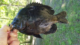 Mike, 2 lbs. 12" Bluegill