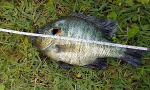 Mike-McLure-II,-Redear-Sunfish