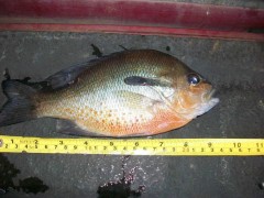 Russell Currie, Redbreasted Sunfish 0.5lbs, Yellow river