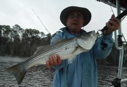 florida-Coyote,-8-lbs,-Sunshine-Bass,-Northern-Intercoastal