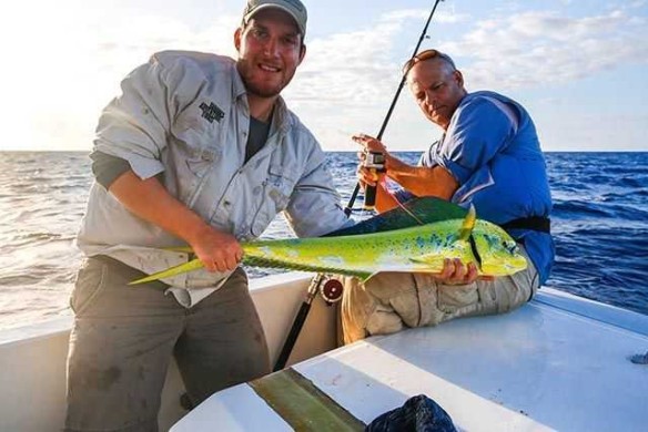 Mahi-mahi tagging