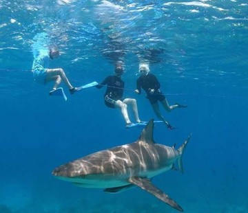 Snorkeling with the sharks
