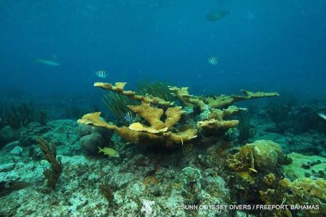Bahamas coral formations