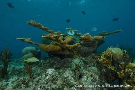 Bahamas coral formations