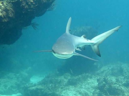 Caribbean reef shark. PHOTO CREDIT: DIVE ABACO!