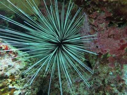 Sea urchin. PHOTO CREDIT: DIVE ABACO!