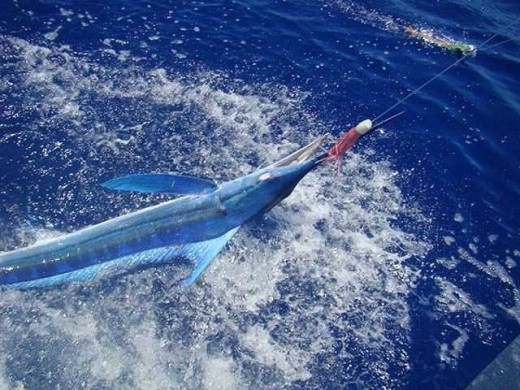 Abaco marlin release