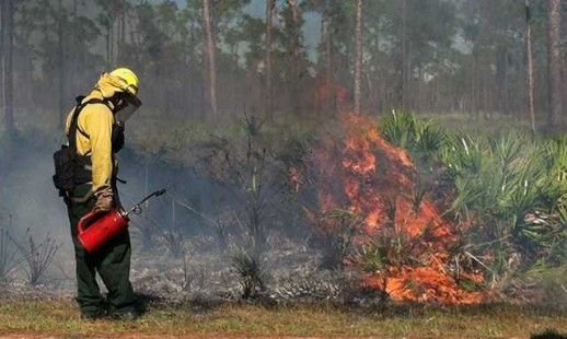 Fire fighter. PHOTO CREDIT: Jonathan Dickenson State Park.