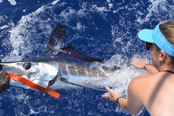 White marlin release in Abaco, Bahamas