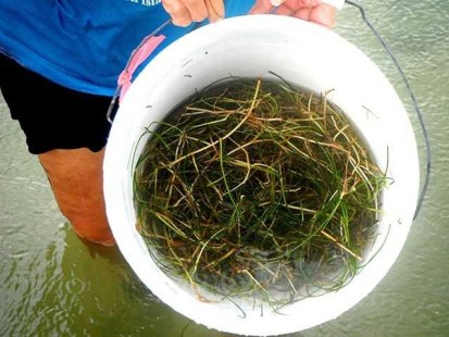 Seagrass samples