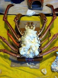 Lobster mount underway