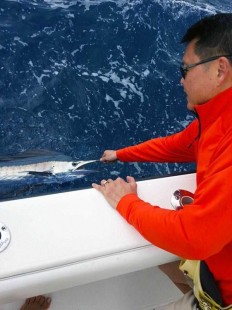 Lee releasing one of two sailfish caught. PHOTO CREDIT: Capt. Teddy Pratt.
