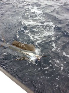 Second of two sailfish releases. PHOTO CREDIT: Capt. Teddy Pratt.