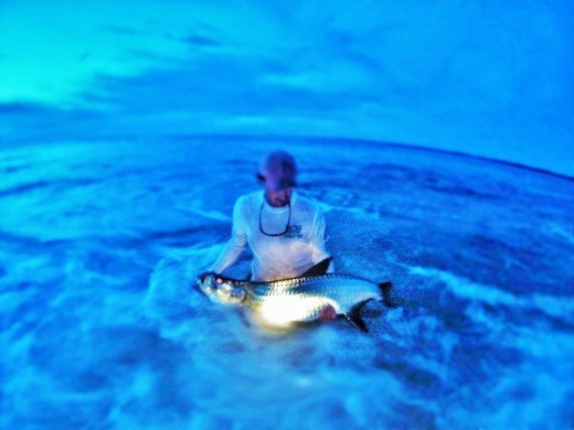 Tarpon off the beach