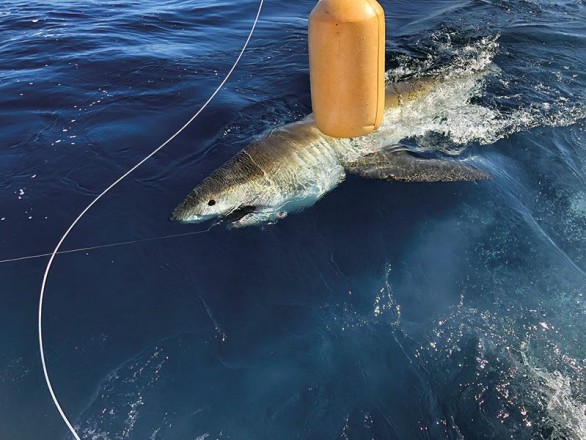 Great white shark caught and released with Fishing Headquarters.