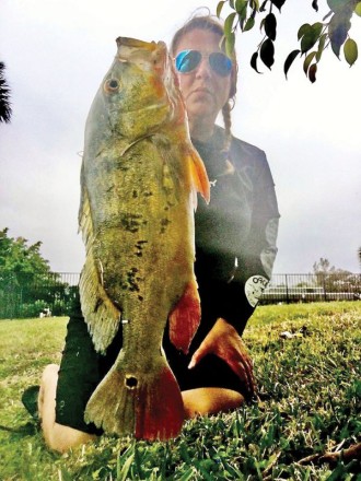 Kristen Dragos aka @reggaegerl with a solid peacock caught on a yo-zuri plug