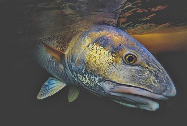 Looking into the soul of the redfish...