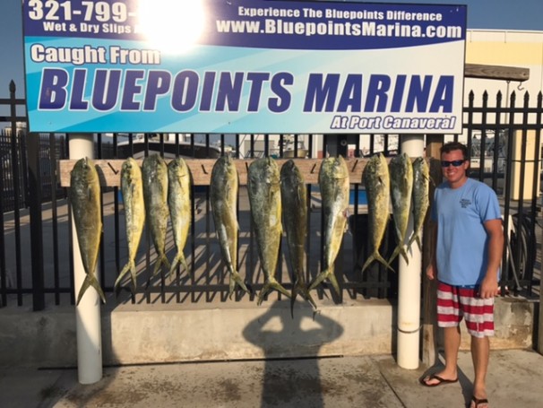 Nice catch of some spring dolphin. Fish were caught aboard Capt Nick Heller  Highwater out of Bluepoint's Port Canaveral