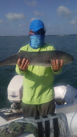16 lb Bluefish at Sebastian caught by Rob Birmingham