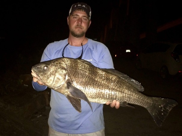 William Hawley jr with a fat 31 inch black drum caught on a gulp tipped jig head near the 520 bridge