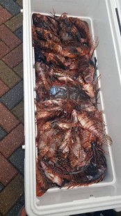 record number of lionfish
