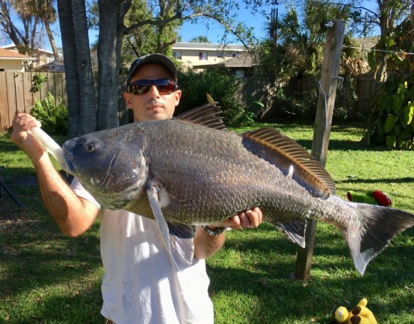 Black Drum - Melbourne, FL