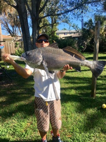 Black Drum Melbourne Causeway